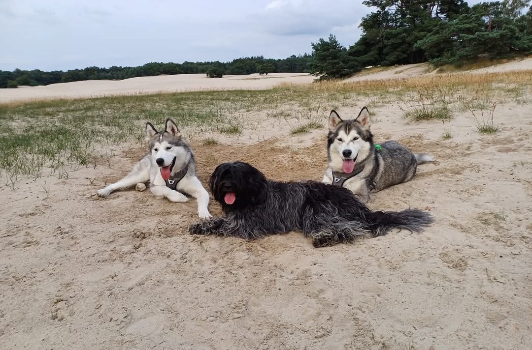 Gedrag hond tijdens wandeling